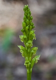 Microtis arenaria Notched Onion-orchid